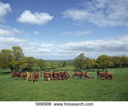 Cattle Grazing View Large Photo Image Stock Photo - Cattle Grazing. Fotosearch