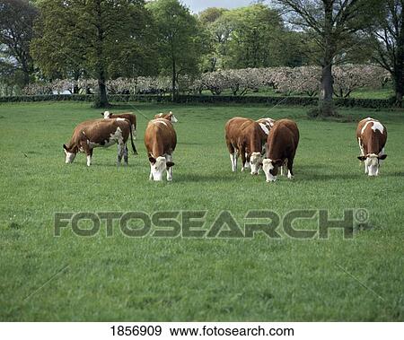 Cattle Grazing View Large Photo Image Stock Photo - Cattle Grazing. Fotosearch
