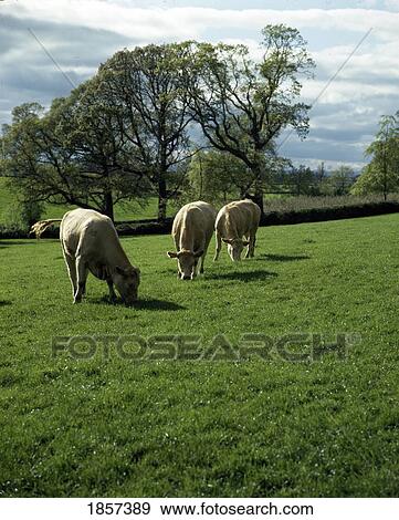 Cattle Grazing View Large Photo Image Stock Photo - Cattle Grazing. Fotosearch