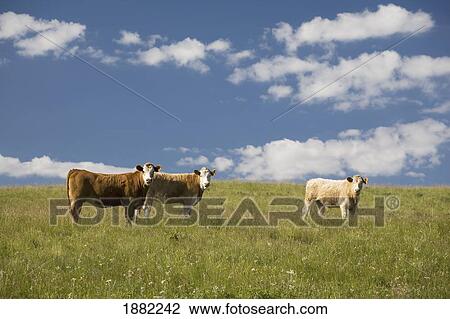cattle in a pasture with blue sky and clouds; alberta, canada View Large Photo Image Stock Image - cattle in a pasture with blue sky and clouds; alberta, canada. Fotosearch