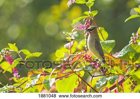 cedar waxwing (bombycilla cedrorum) and poke berries on a tree; portland, oregon, united states of america View Large Photo Image Stock Photo - cedar waxwing (bombycilla cedrorum) and poke berries on a tree; portland, oregon, united states of america. Fotosearch
