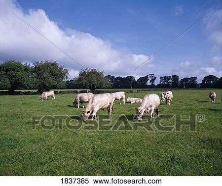 Charolais Cattle Grazing In Pasture View Large Photo Image Stock Photography - Charolais Cattle Grazing In Pasture. Fotosearch