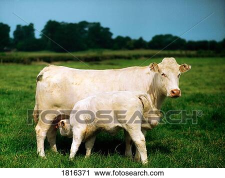 Stock Image - Charolais Cow And Calf. Fotosearch