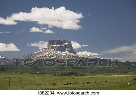 chief mountain with pastures of grazing cattle; alberta, canada View Large Photo Image Picture - chief mountain with pastures of grazing cattle; alberta, canada. Fotosearch