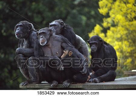 Chimpanzees, Dublin Zoo, Phoenix Park, Dublin, Ireland View Large Photo Image Stock Photo - Chimpanzees, Dublin Zoo, Phoenix Park, Dublin, Ireland. Fotosearch