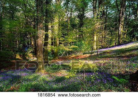 Picture - Clara Vale, Co Wicklow, Ireland, Woods In Spring. Fotosearch