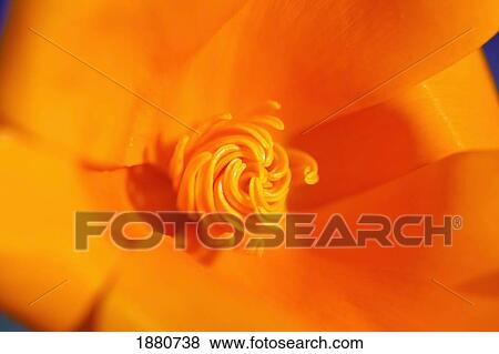 close up of a poppy flower; happy valley, oregon, united states of america View Large Photo Image Stock Photo - close up of a poppy flower; happy valley, oregon, united states of america. Fotosearch