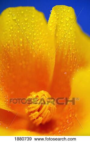 Stock Photo - close up of a poppy with dew on the petals; happy valley, oregon, united states of america. Fotosearch
