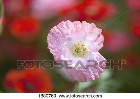 close up of a wildflower in columbia river gorge national scenic area; oregon, united states of america View Large Photo Image Stock Image - close up of a wildflower in columbia river gorge national scenic area; oregon, united states of america. Fotosearch
