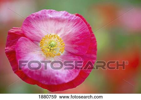 close up of a wildflower in columbia river gorge national scenic area; oregon, united states of america View Large Photo Image Stock Photo - close up of a wildflower in columbia river gorge national scenic area; oregon, united states of america. Fotosearch