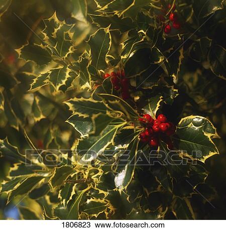 Close-Up Of Holly And Berries View Large Photo Image Stock Image - Close-Up Of Holly And Berries. Fotosearch