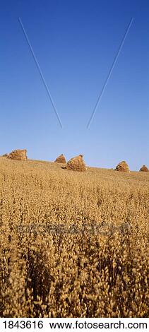 Stock Photograph - Co Down, Northern Ireland; Field Of Oats. Fotosearch