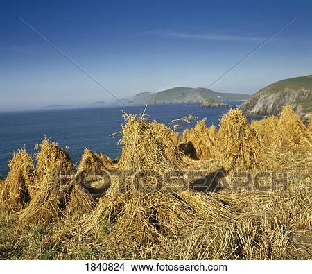 Co Kerry, Slea Head View Large Photo Image Picture - Co Kerry, Slea Head. Fotosearch