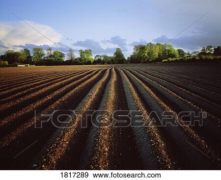 Co Meath, Ireland, Ploughed Potato Field View Large Photo Image Stock Photo - Co Meath, Ireland, Ploughed Potato Field. Fotosearch