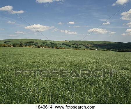 Co Wicklow, Ireland; Field Near Carnew View Large Photo Image Picture - Co Wicklow, Ireland; Field Near Carnew. Fotosearch