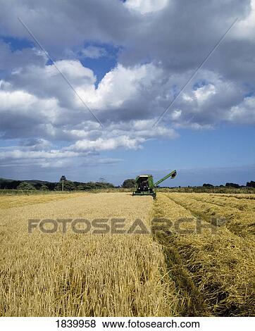 Combine Harvester, Barley, View Large Photo Image Stock Photo - Combine Harvester, Barley,. Fotosearch