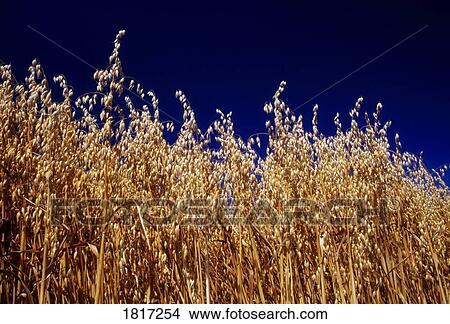 Cooley Peninsula, Co Louth, Ireland; Oat Field View Large Photo Image Picture - Cooley Peninsula, Co Louth, Ireland; Oat Field. Fotosearch