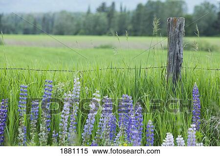 country fence with purple lupines; thunder bay, ontario, canada View Large Photo Image Stock Photography - country fence with purple lupines; thunder bay, ontario, canada. Fotosearch