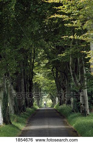 Country Road, Lough Key Forest Park, County Roscommon, Ireland View Large Photo Image Stock Photograph - Country Road, Lough Key Forest Park, County Roscommon, Ireland. Fotosearch