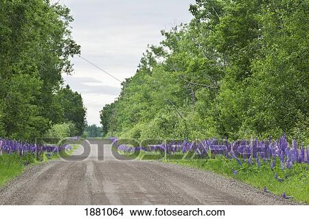 country road with lupines growing along it; thunder bay, ontario, canada View Large Photo Image Picture - country road with lupines growing along it; thunder bay, ontario, canada. Fotosearch