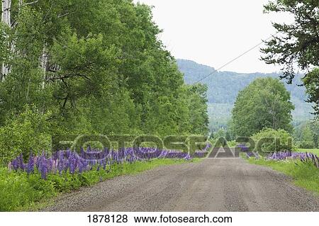 Stock Photo - country road with lupines growing along it; thunder bay, ontario, canada. Fotosearch
