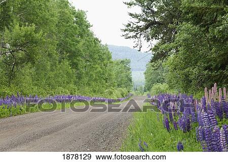 country road with lupines growing along it; thunder bay, ontario, canada View Large Photo Image Stock Photo - country road with lupines growing along it; thunder bay, ontario, canada. Fotosearch