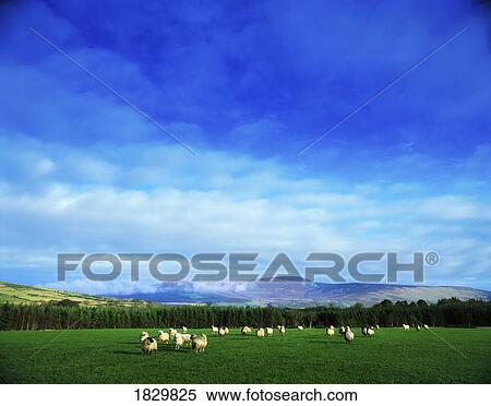 County Wicklow, Ireland View Large Photo Image Stock Photography - County Wicklow, Ireland. Fotosearch