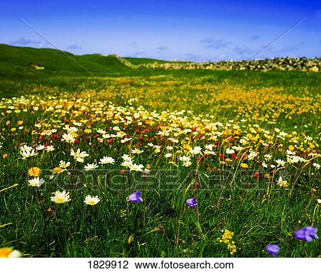 Stock Image - County Wicklow, Ireland, Wildflowers. Fotosearch