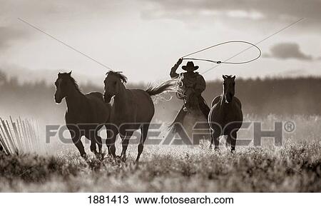 cowboy lassoing horses; senaca, oregon, united states of america View Large Photo Image Stock Image - cowboy lassoing horses; senaca, oregon, united states of america. Fotosearch