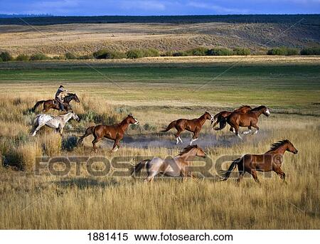 Stock Photography - cowboy riding with herd of horses; senaca, oregon, united states of america. Fotosearch