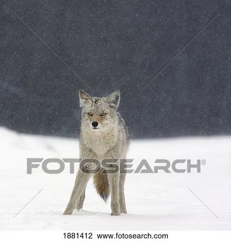 coyote (canis latrans) in heavy snowfall in elk island national park; alberta, canada View Large Photo Image Stock Image - coyote (canis latrans) in heavy snowfall in elk island national park; alberta, canada. Fotosearch