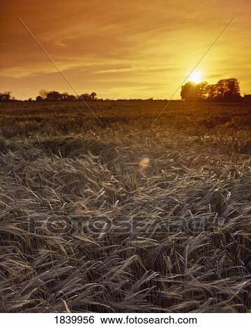 Stock Photograph - Crops, Barley - Showing Effects Of, Storm,. Fotosearch