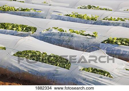 Picture - crops growing in plastic tunnels; cartama, malaga province, spain. Fotosearch