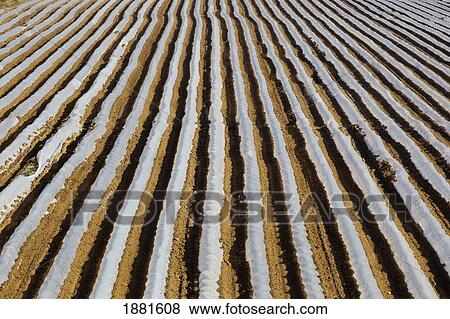 crops growing in plastic tunnels; cartama, malaga, spain View Large Photo Image Stock Photo - crops growing in plastic tunnels; cartama, malaga, spain. Fotosearch