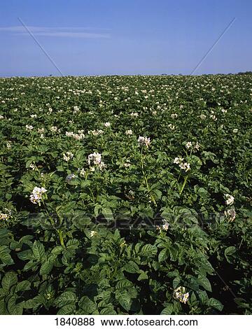 Crops, Potatoes, Co Kildare, View Large Photo Image Stock Photo - Crops, Potatoes, Co Kildare,. Fotosearch