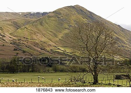 cumbria, england; sheep grazing in a pasture in kirkstone valley View Large Photo Image Stock Image - cumbria, england; sheep grazing in a pasture in kirkstone valley. Fotosearch