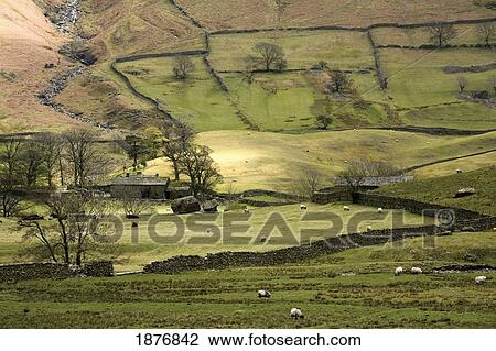 Stock Image - cumbria, england; sheep grazing in pastures in kirkstone valley. Fotosearch