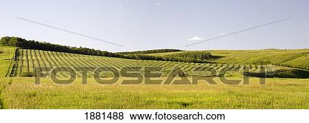 cut hay field on a rolling hillside; calgary, alberta, canada View Large Photo Image Stock Photo - cut hay field on a rolling hillside; calgary, alberta, canada. Fotosearch