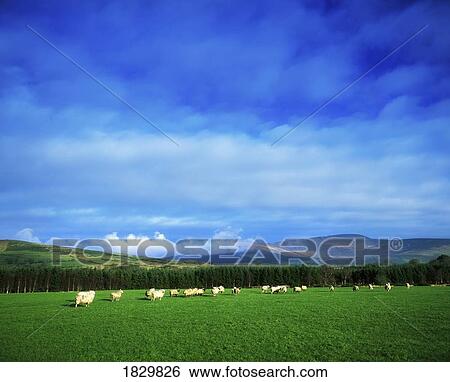 Stock Photograph - Danesfort, Rathdangan, Co Wicklow, Ireland; Sheep On A Paddock. Fotosearch