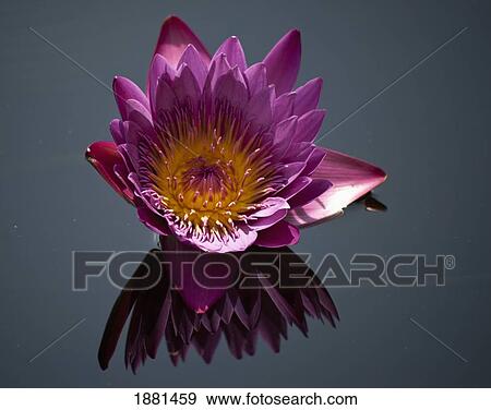 daylily reflected in the water; pennsylvania, united states of america View Large Photo Image Stock Photo - daylily reflected in the water; pennsylvania, united states of america. Fotosearch