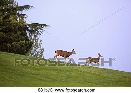 Stock Image - deer on mt. scott; happy valley, oregon, united states of america. Fotosearch
