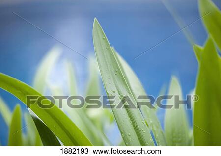 dew on green blades of grass against a blue sky; chiang mai, thailand View Large Photo Image Stock Image - dew on green blades of grass against a blue sky; chiang mai, thailand. Fotosearch