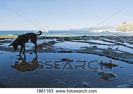 Stock Image - dog on the beach at cape kiwanda; pacific city, oregon, united states of america. Fotosearch