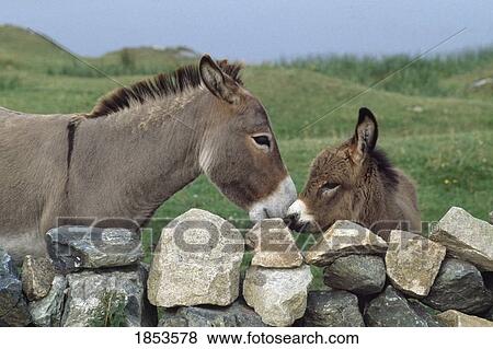 Stock Photo - Donkeys By Stone Fence, Ballyconneely, County Galway, Ireland. Fotosearch