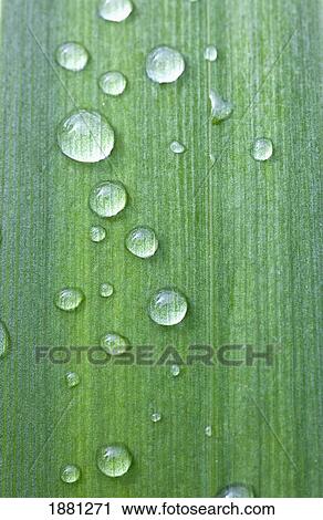 Stock Image - drops of water on a green leaf. Fotosearch