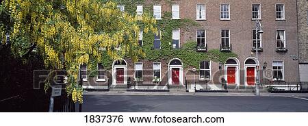 Dublin, Co Dublin, Ireland; Laburnum Trees In Fitzwilliam Square View Large Photo Image Stock Photograph - Dublin, Co Dublin, Ireland; Laburnum Trees In Fitzwilliam Square. Fotosearch