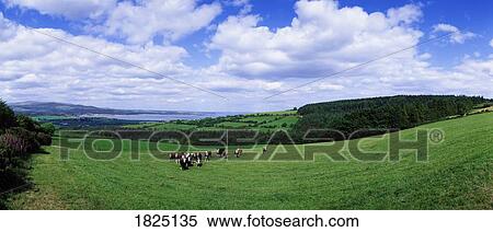 Dungarvan & Dungarvan Hr B, Co Waterford, Ireland, Friesian Cattle View Large Photo Image Stock Photography - Dungarvan & Dungarvan Hr B, Co Waterford, Ireland, Friesian Cattle. Fotosearch