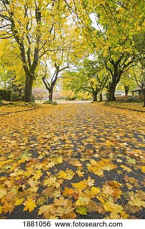 Stock Photograph - eastmoreland neighborhood in autumn; portland, oregon, united states of america. Fotosearch