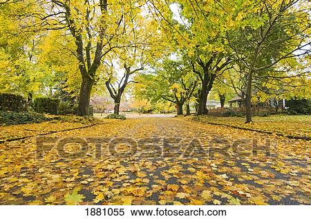 eastmoreland neighborhood in autumn; portland, oregon, united states of america View Large Photo Image Stock Photography - eastmoreland neighborhood in autumn; portland, oregon, united states of america. Fotosearch