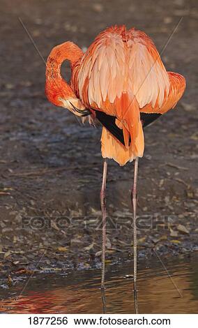 england; captive america flamingo at the zoo View Large Photo Image Stock Photograph - england; captive america flamingo at the zoo. Fotosearch